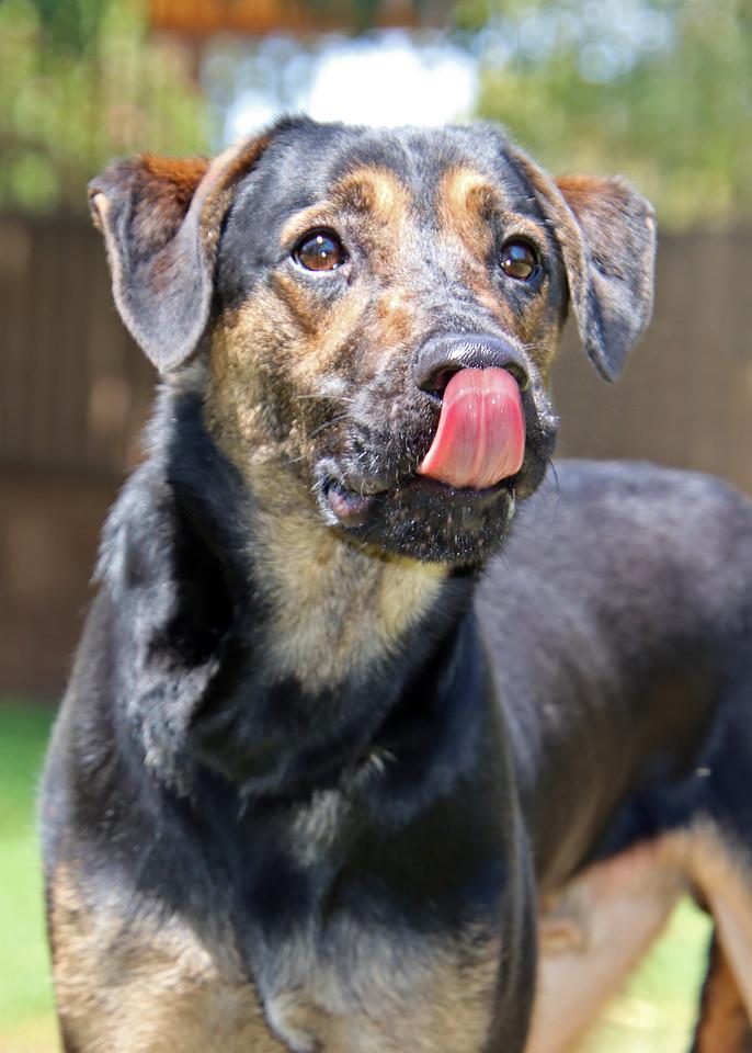 Enlarge Pinnacle, a Adoptable mixed breed in Glendale, AZ image 3/6