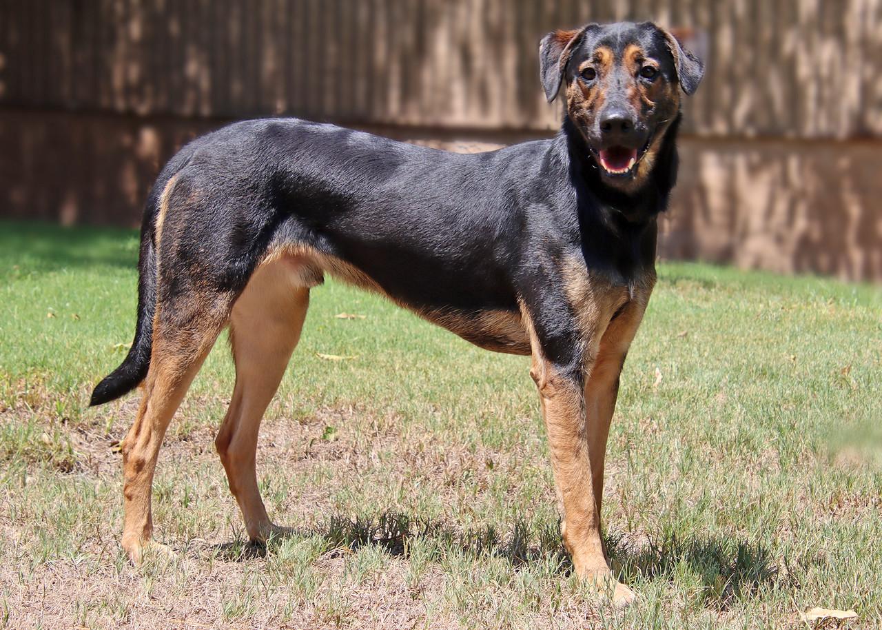 Enlarge Pinnacle, a Adoptable mixed breed in Glendale, AZ image 4/6