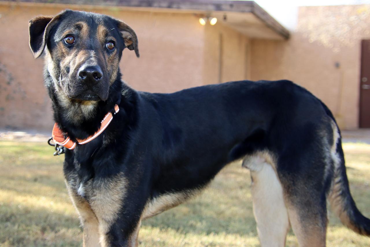 Enlarge Pinnacle, a Adoptable mixed breed in Glendale, AZ image 5/6