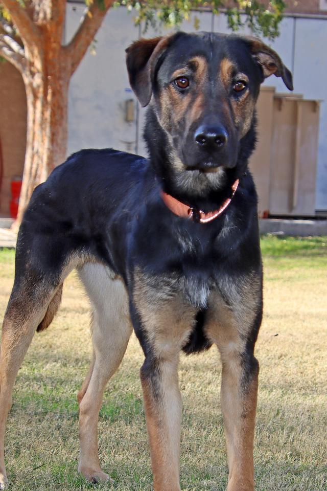 Enlarge Pinnacle, a Adoptable mixed breed in Glendale, AZ image 6/6