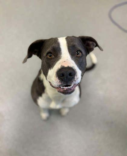 Enlarge Noelle, a Adoptable mixed breed in Longview, TX image 1/2