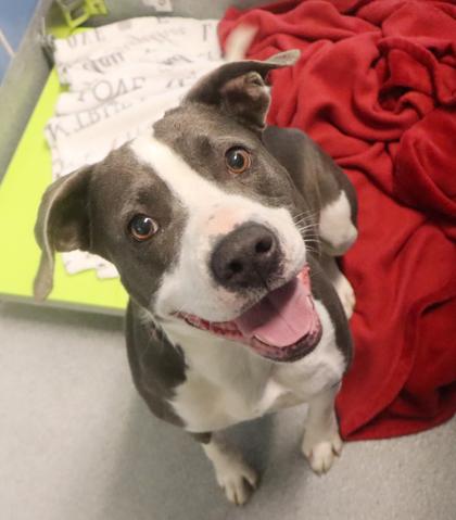 Enlarge Noelle, a Adoptable mixed breed in Longview, TX image 2/2