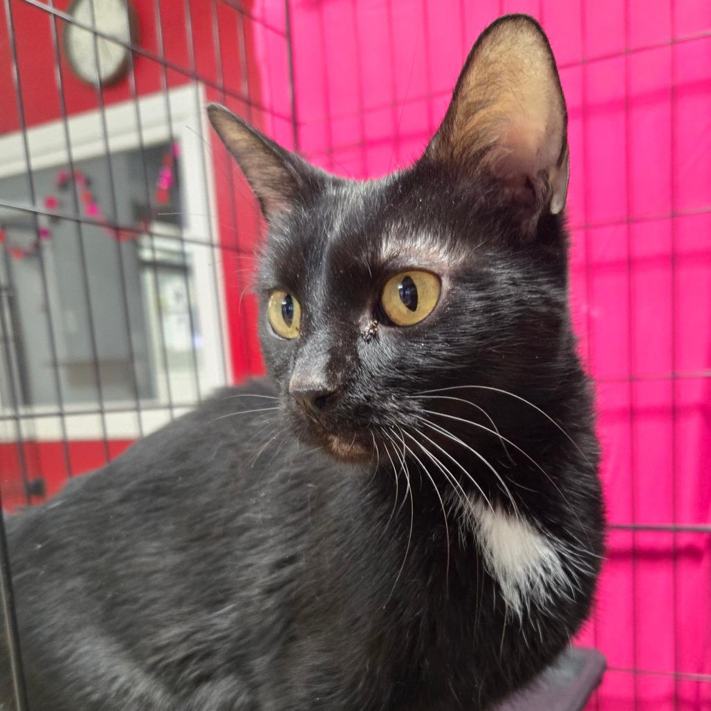 Enlarge Betty- Washington Petsmart, a Adoptable Domestic Short Hair in Union, MO image 1/3