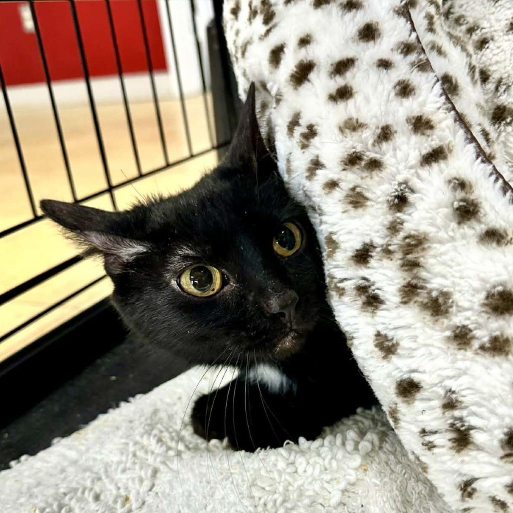 Enlarge Betty- Washington Petsmart, a Adoptable Domestic Short Hair in Union, MO image 2/3