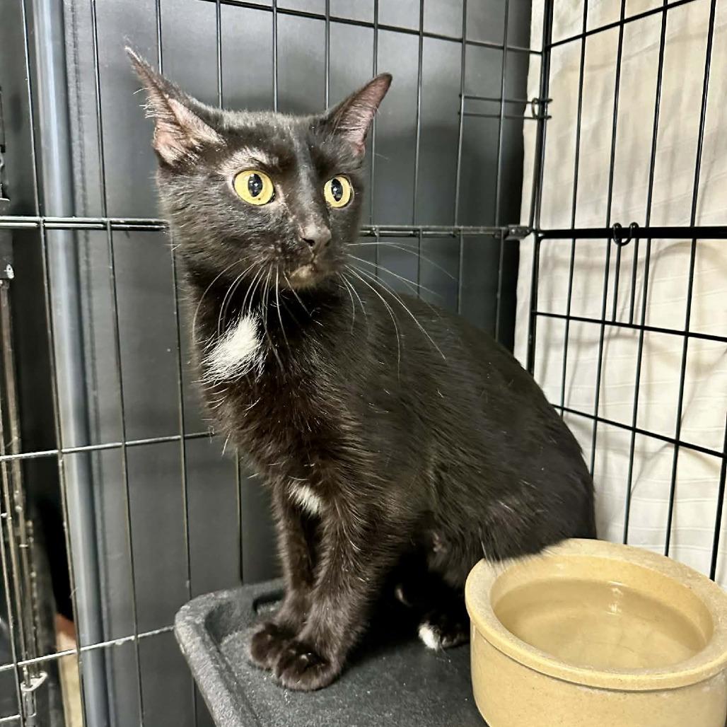 Enlarge Betty- Washington Petsmart, a Adoptable Domestic Short Hair in Union, MO image 3/3