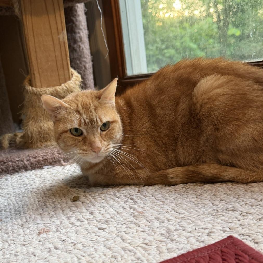 Bernard -IN FOSTER, Adoptable, Adult Male Domestic Short Hair.