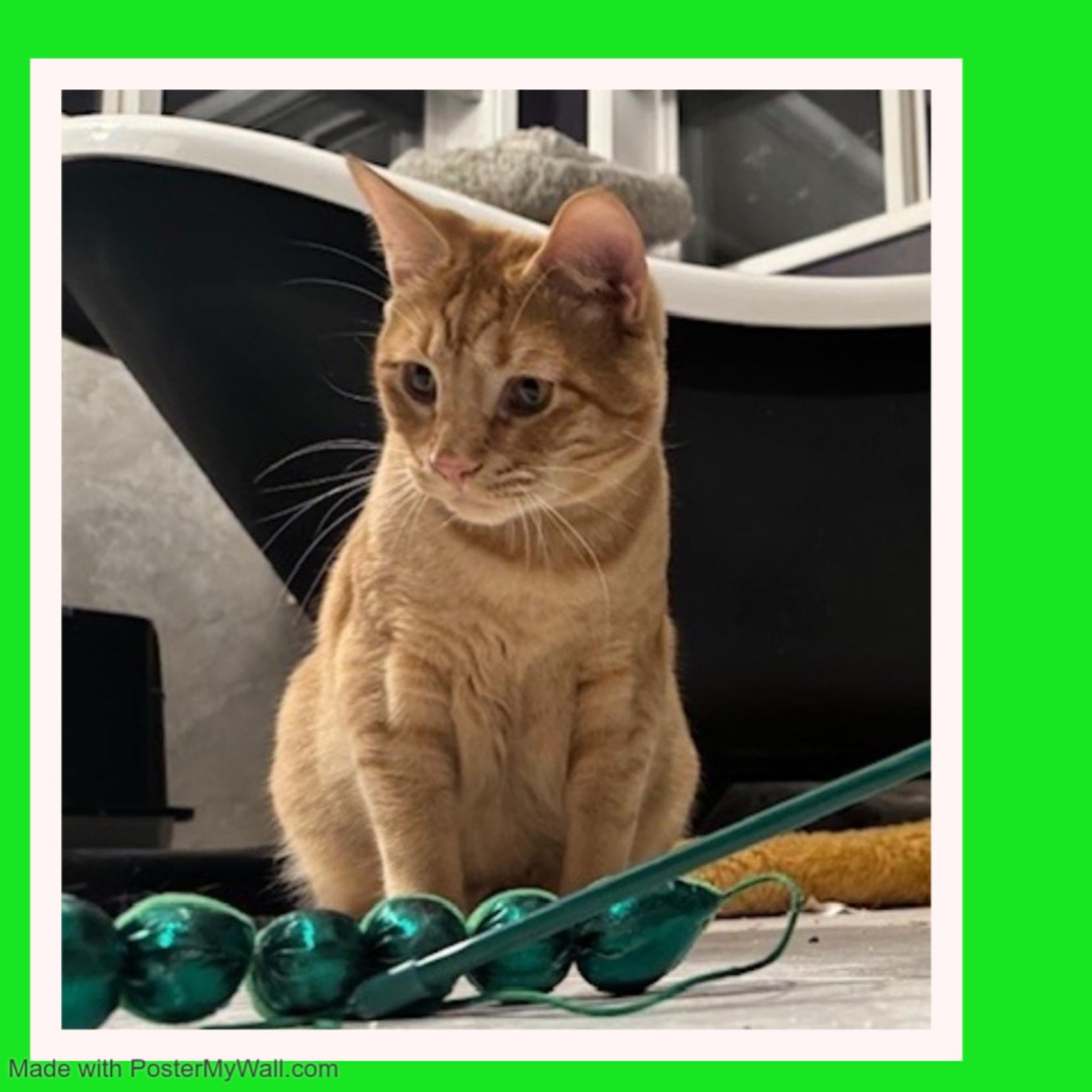 Enlarge Frederick & Fargo BONDED, a Adoptable mixed breed in Beaverton, OR image 5/6