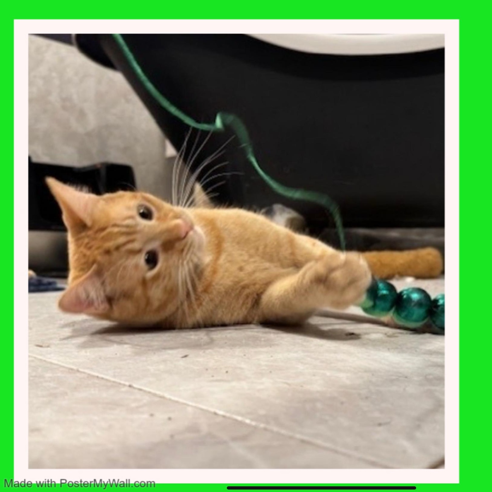 Enlarge Frederick & Fargo BONDED, a Adoptable mixed breed in Beaverton, OR image 2/6