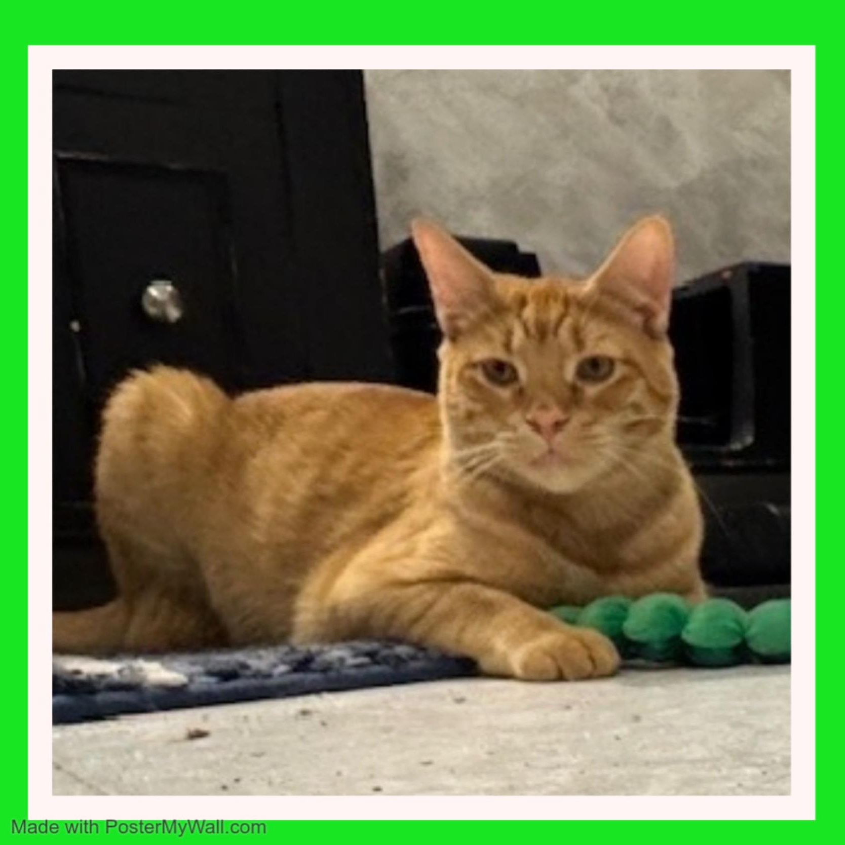 Enlarge Frederick & Fargo BONDED, a Adoptable mixed breed in Beaverton, OR image 4/6