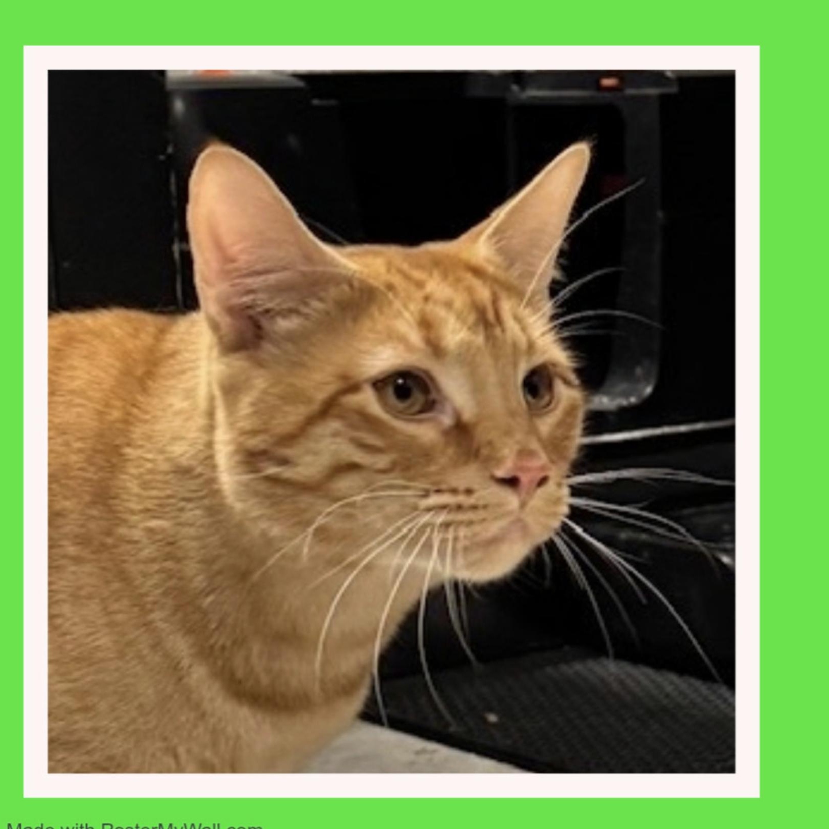 Enlarge Frederick & Fargo BONDED, a Adoptable mixed breed in Beaverton, OR image 6/6