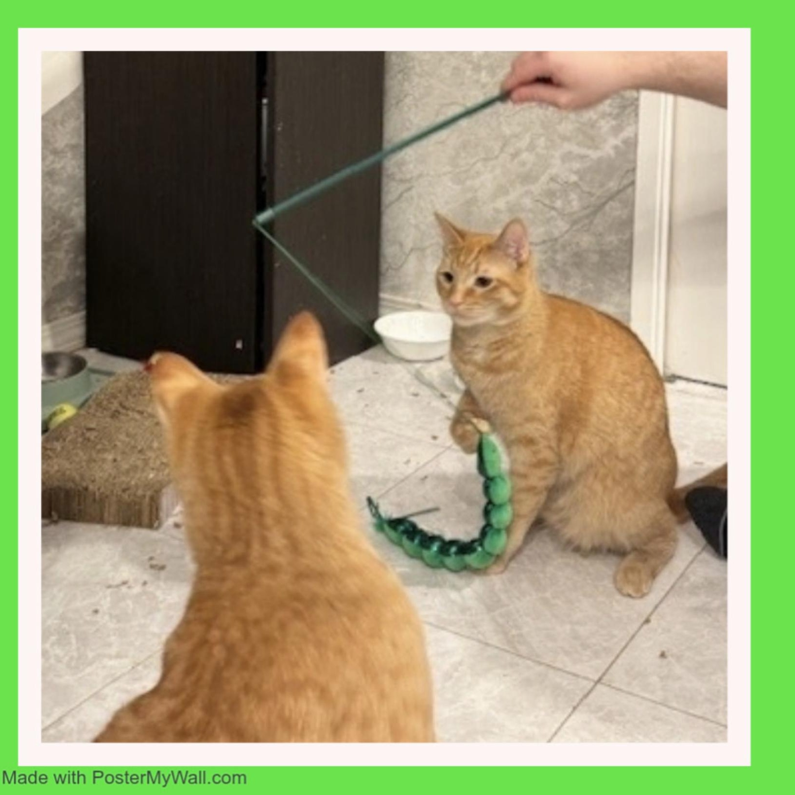 Enlarge Frederick & Fargo BONDED, a Adoptable mixed breed in Beaverton, OR image 1/6