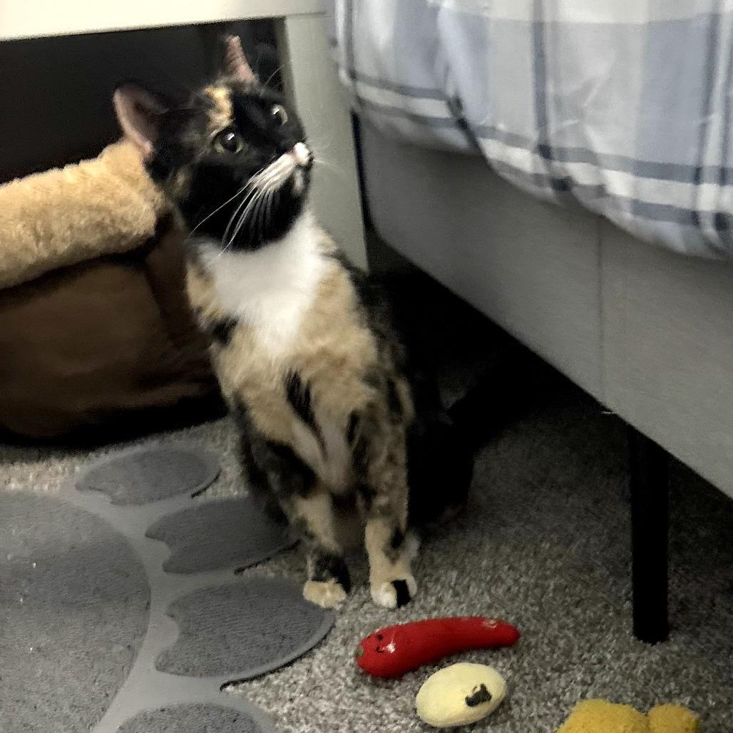 Loona, Adoptable, Adult Female Domestic Short Hair.