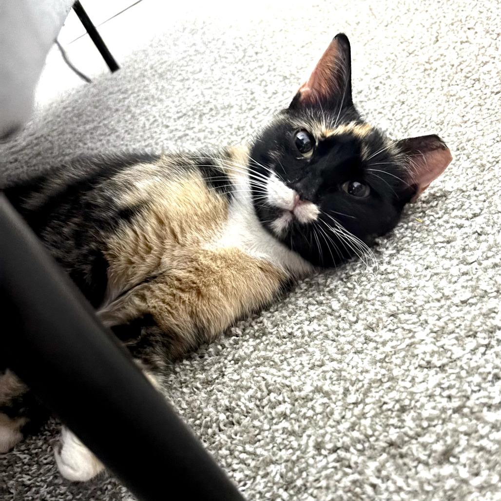 Enlarge Loona, a Adoptable Domestic Short Hair in Houston, TX image 2/5