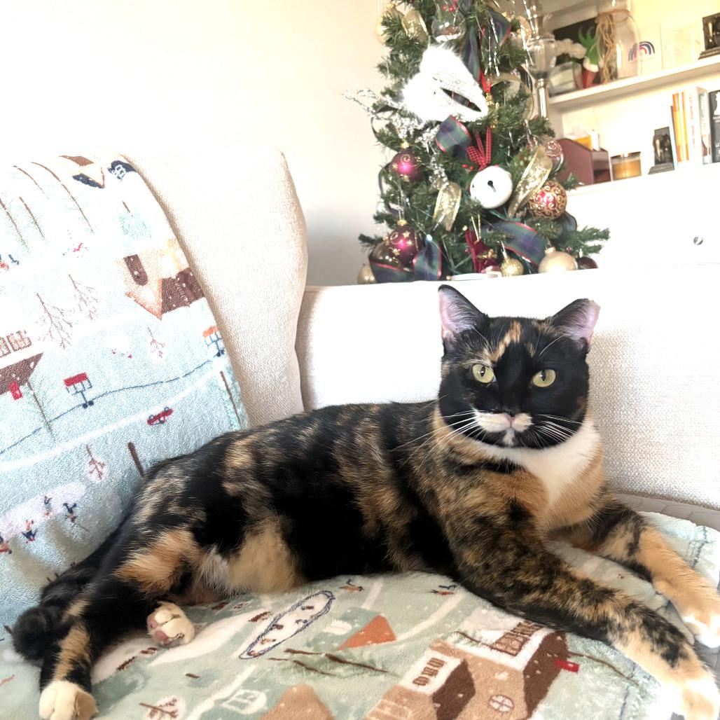 Enlarge Loona, a Adoptable Domestic Short Hair in Houston, TX image 3/5