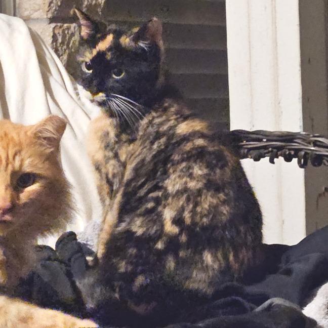 Enlarge Loona, a Adoptable Domestic Short Hair in Houston, TX image 4/5