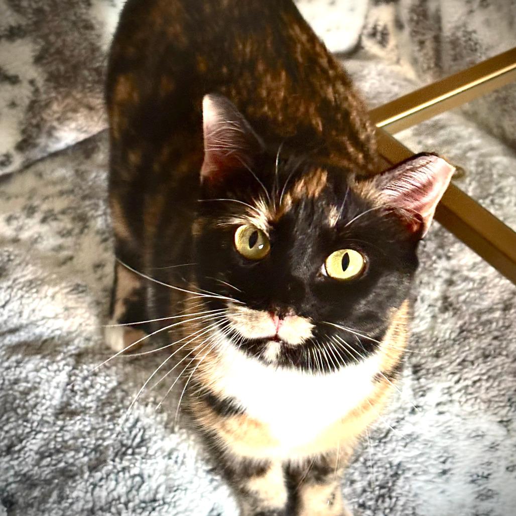 Enlarge Loona, a Adoptable Domestic Short Hair in Houston, TX image 5/5