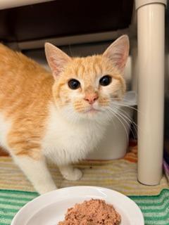 Enlarge Rangoon, a Adoptable mixed breed in Madison, GA image 1/1