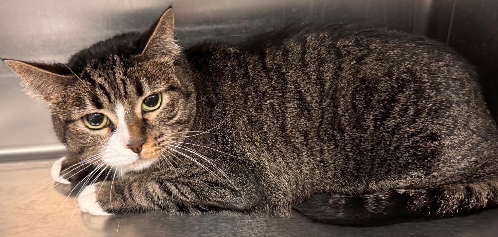 Enlarge Nugget{, a Adoptable mixed breed in Kenai, AK image 1/1