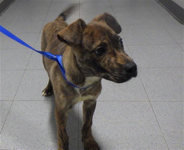 Enlarge PRIM, a Adoptable mixed breed in Augusta, GA image 1/1