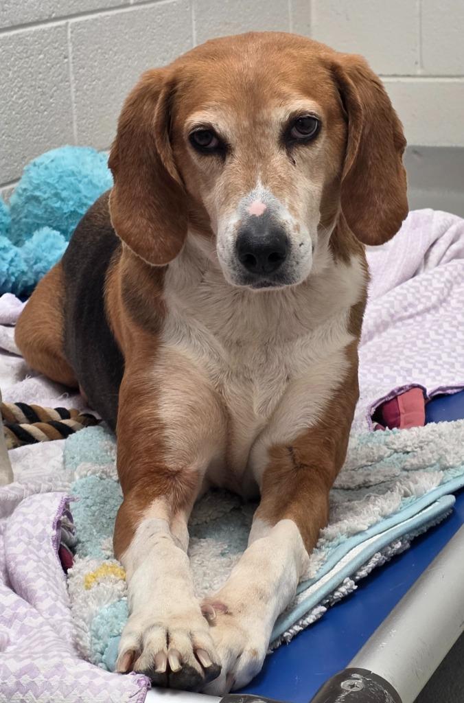 Holly / AC 27579 A, Adoptable, Senior Female Foxhound.