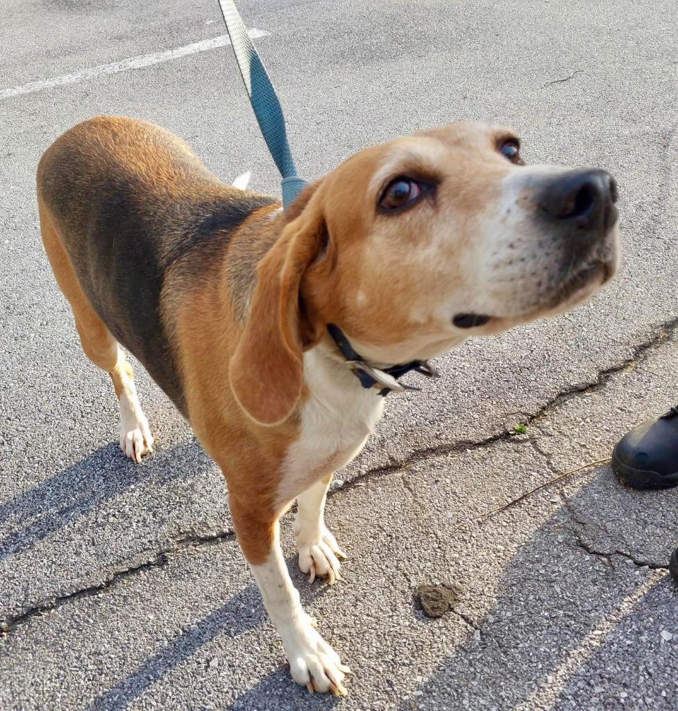 Enlarge Holly / AC 27579 A, a Adoptable mixed breed in Greeneville, TN image 2/3