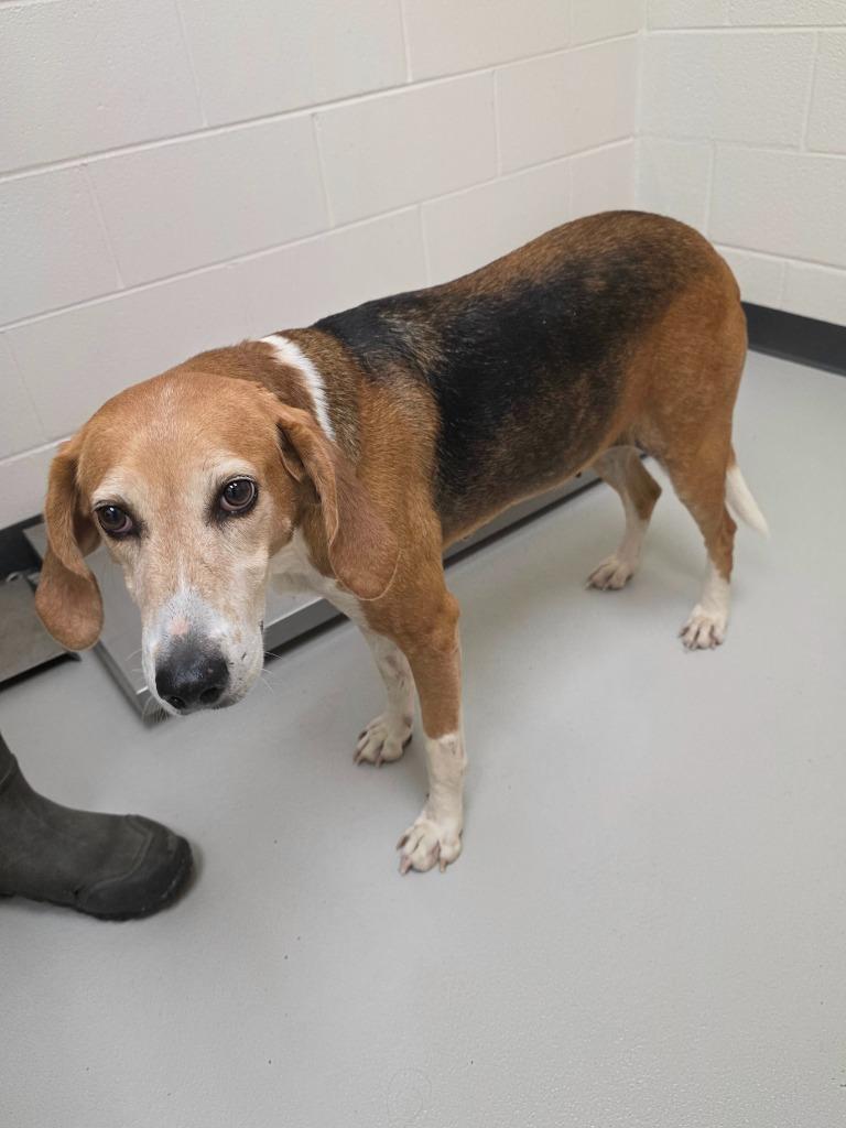 Enlarge Holly / AC 27579 A, a Adoptable mixed breed in Greeneville, TN image 3/3