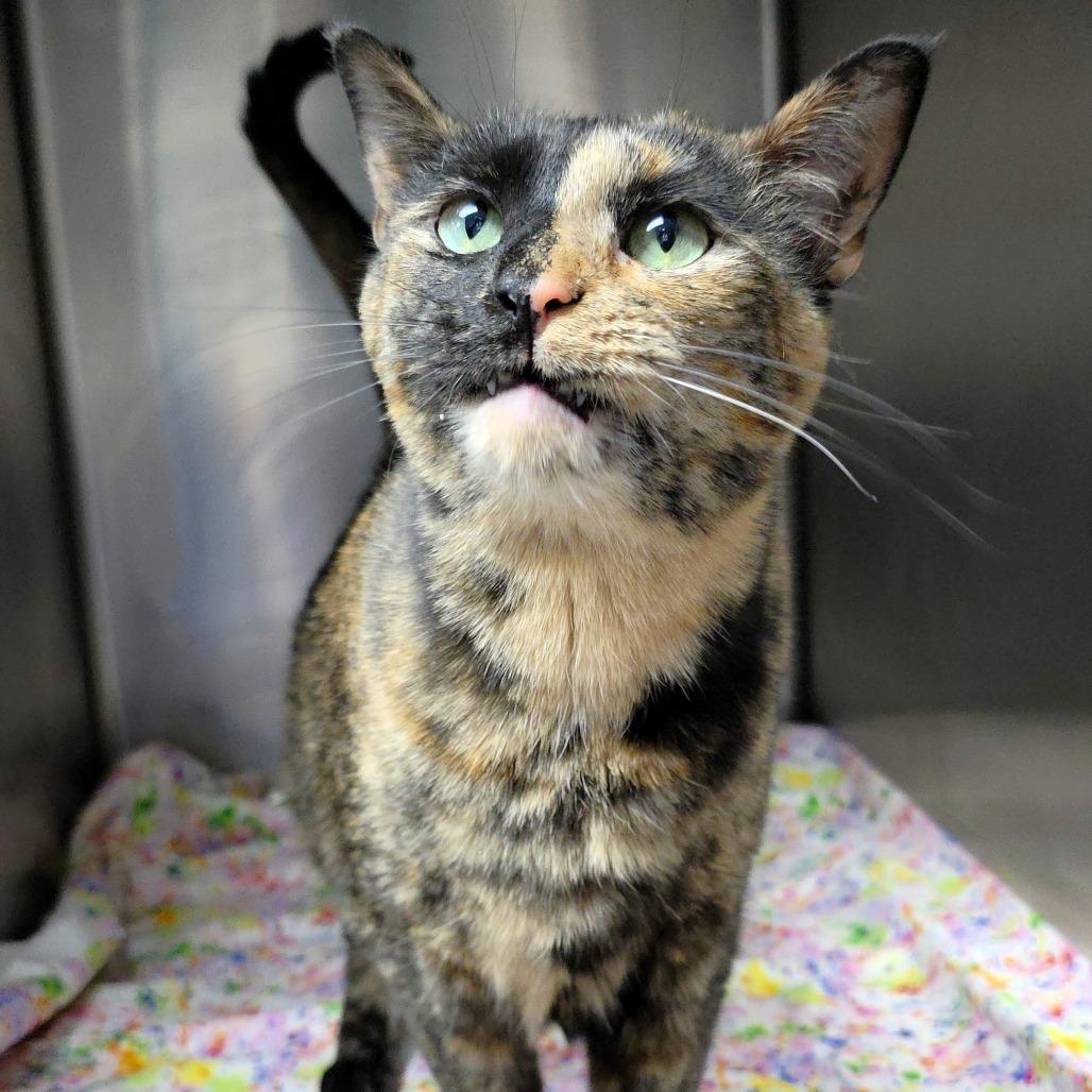 Twix, Adoptable, Adult Female Domestic Short Hair.