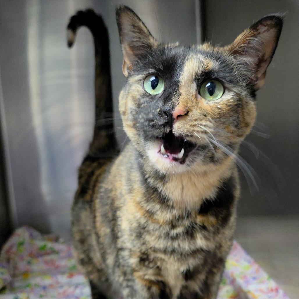 Enlarge Twix, a Adoptable Domestic Short Hair in Michigan City, IN image 2/6