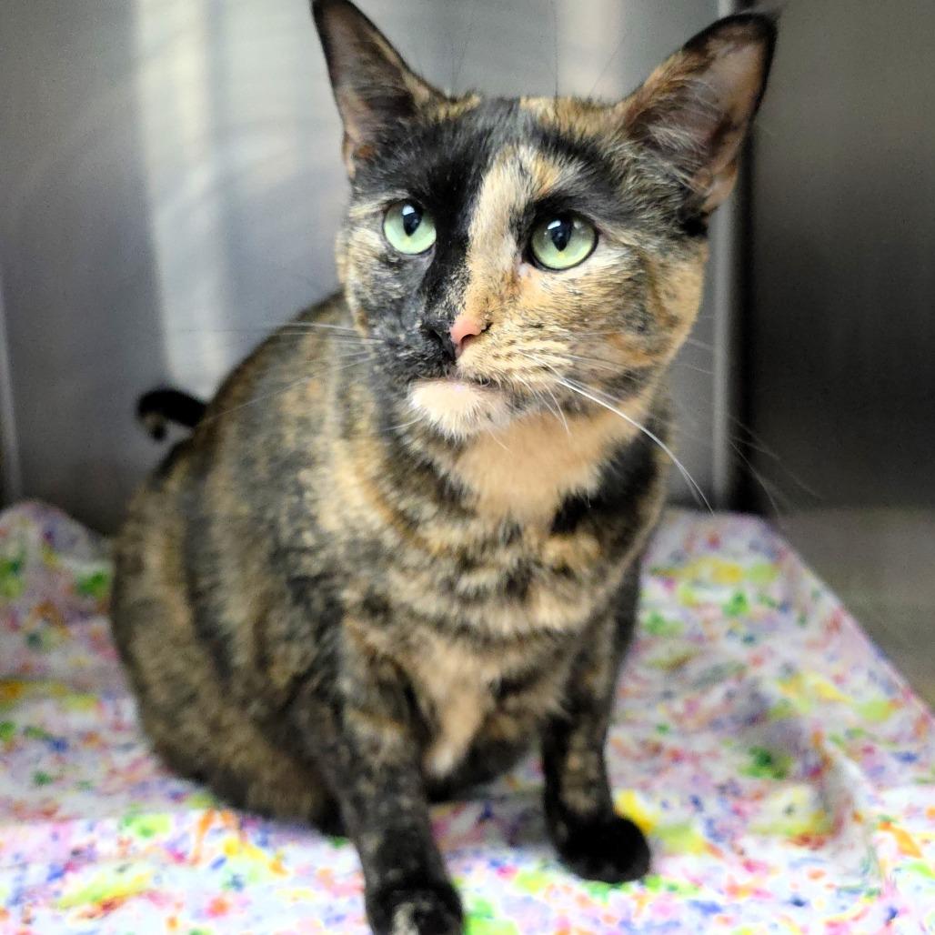 Enlarge Twix, a Adoptable Domestic Short Hair in Michigan City, IN image 3/6