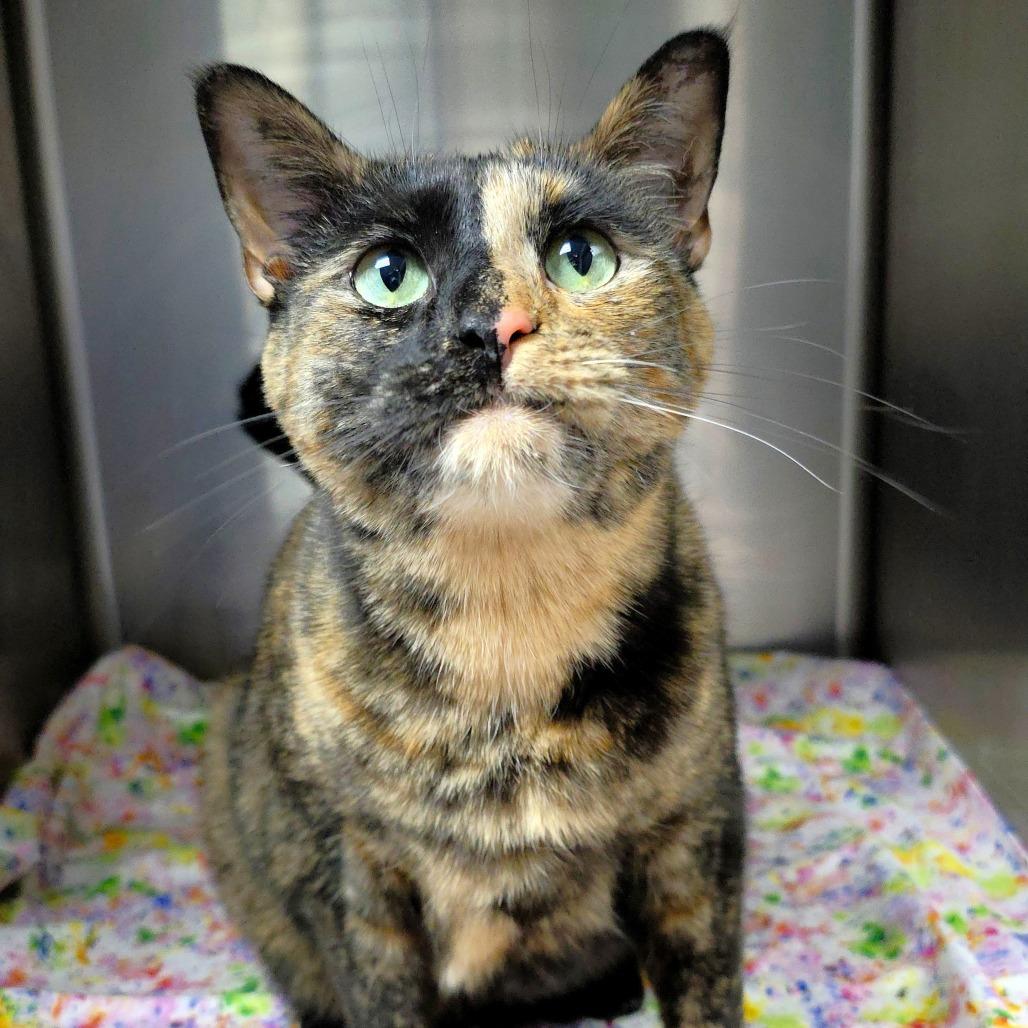 Enlarge Twix, a Adoptable Domestic Short Hair in Michigan City, IN image 4/6