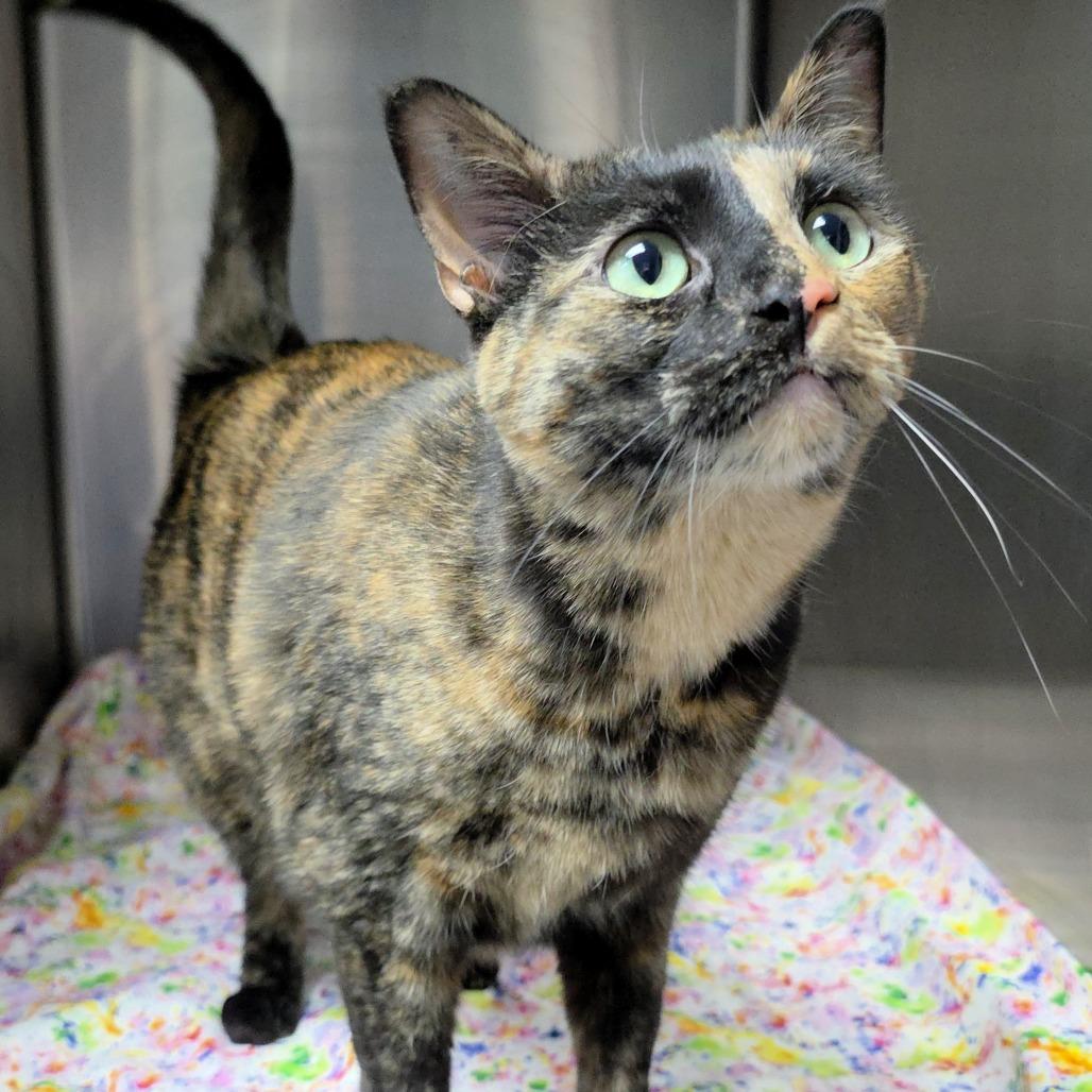 Enlarge Twix, a Adoptable Domestic Short Hair in Michigan City, IN image 5/6