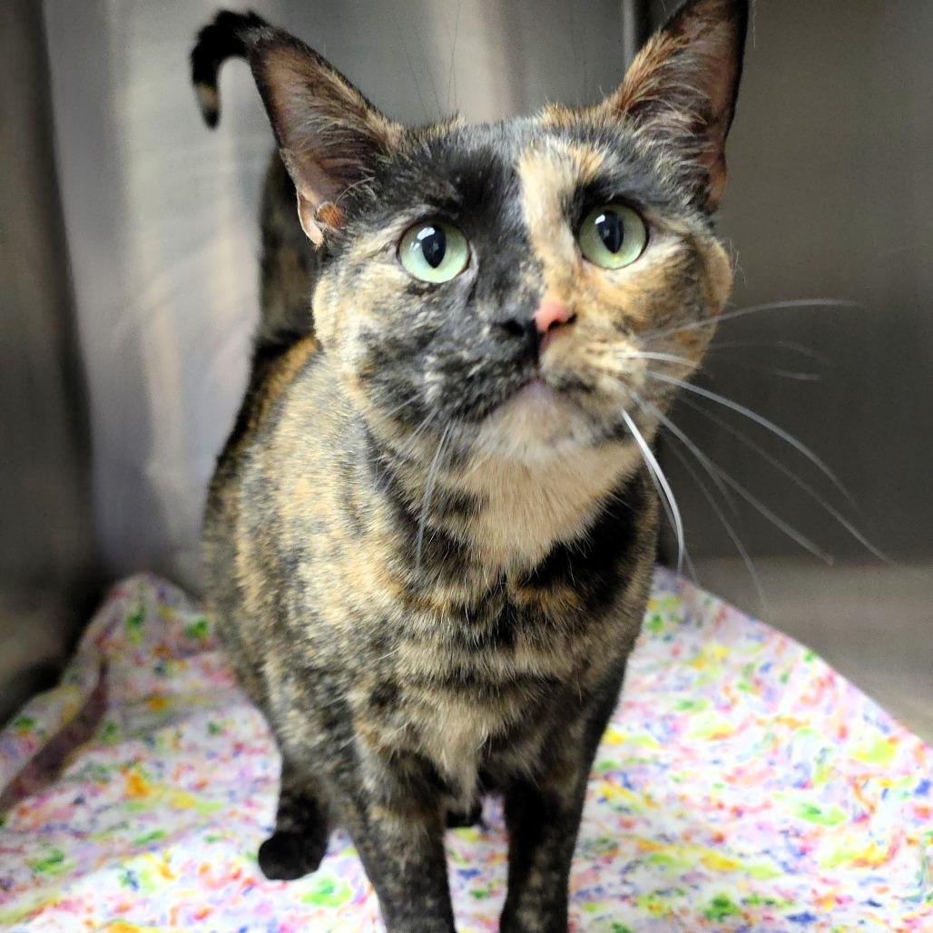 Enlarge Twix, a Adoptable Domestic Short Hair in Michigan City, IN image 6/6