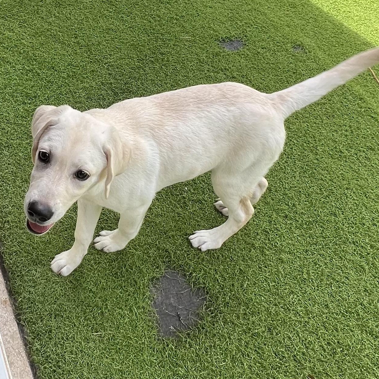 Della