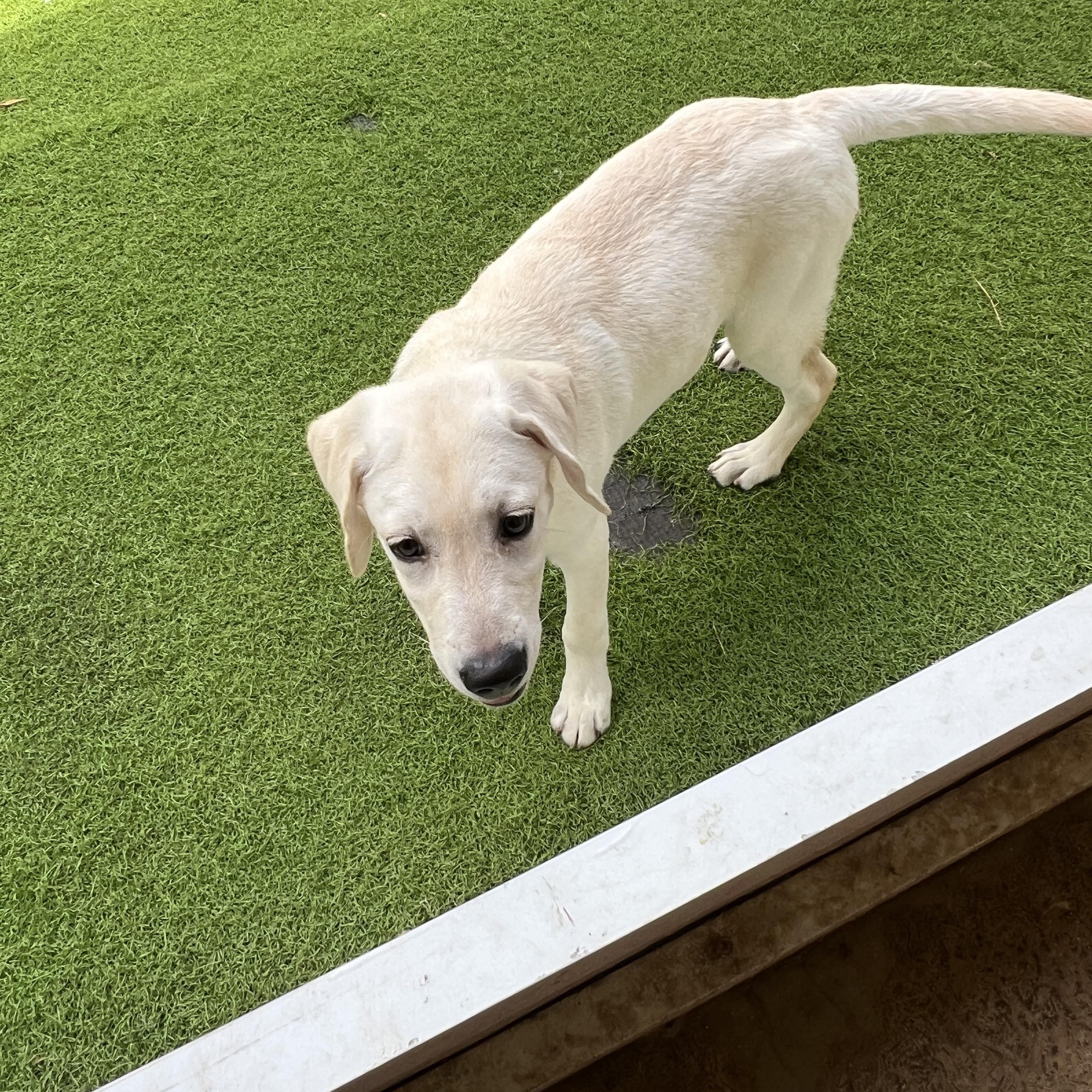 Della