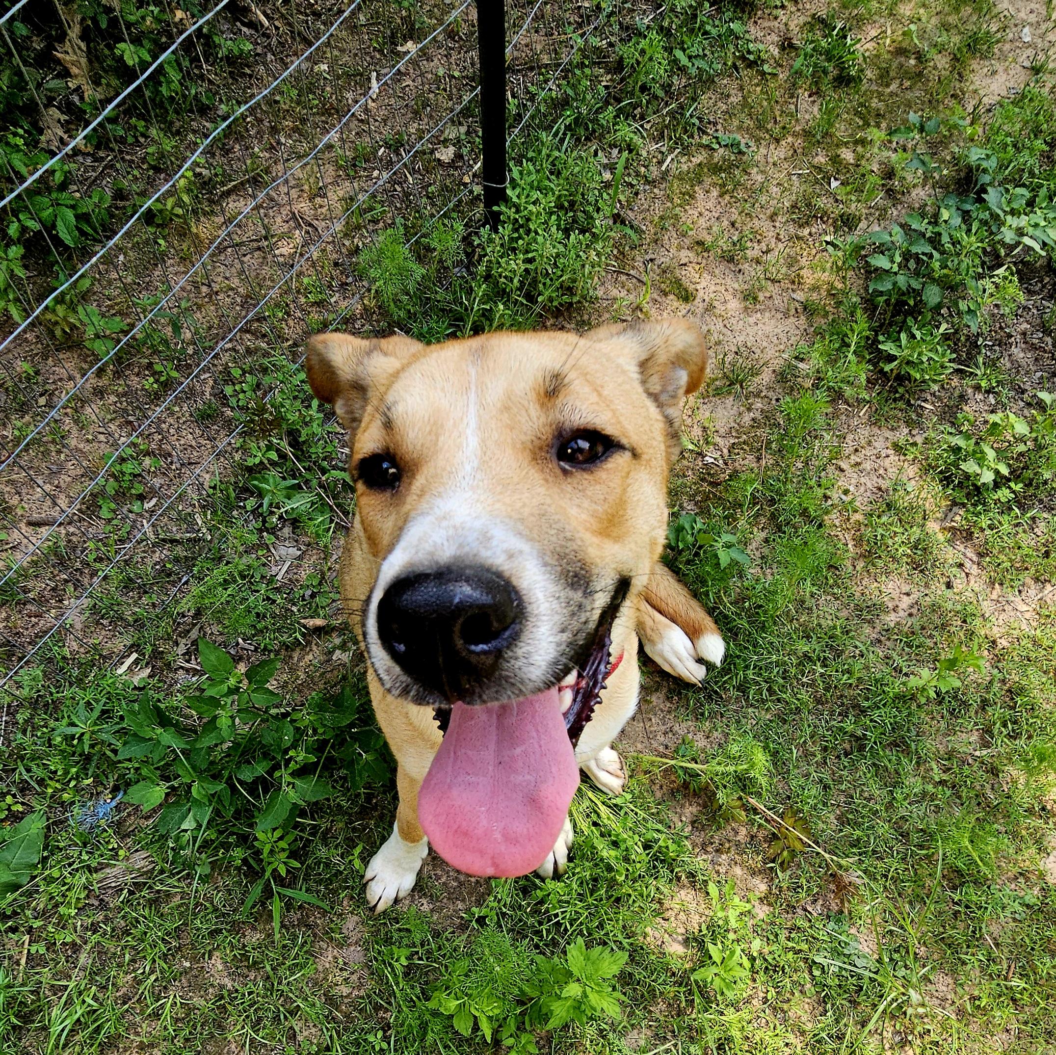 Coco - MI, Adoptable, Young Male Shepherd.