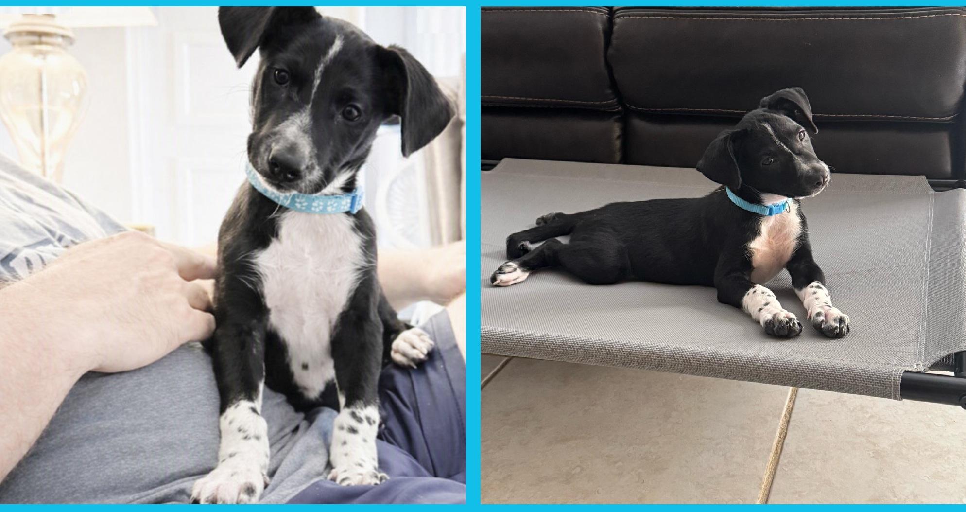 Oreo Cookie, an adopted mixed breed in Orlando, FL image 3/6