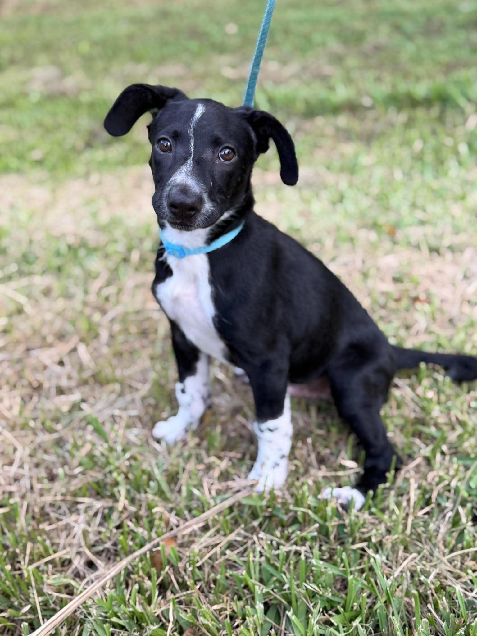 Oreo Cookie, adopted, Puppy Male Pointer.