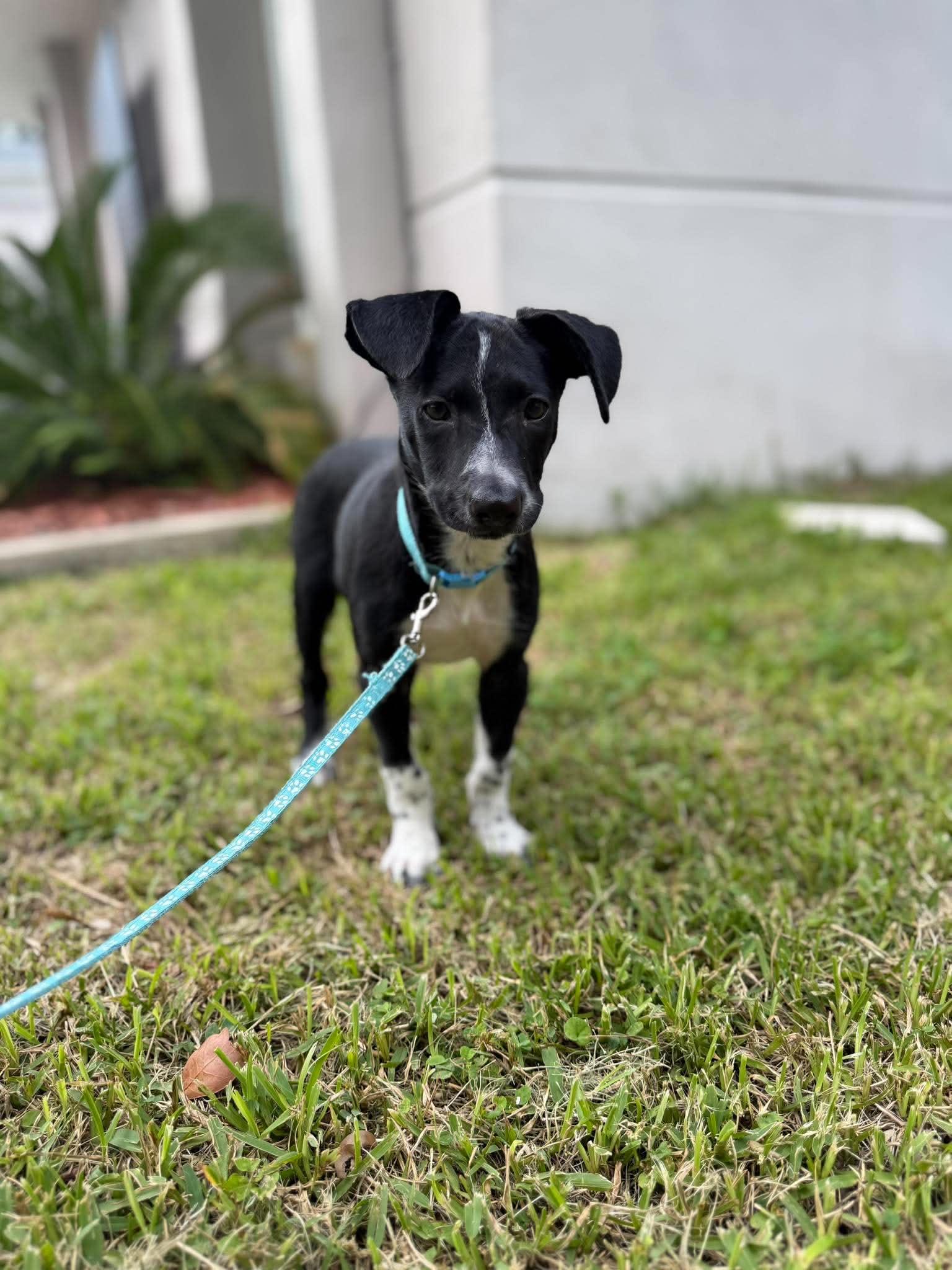 Oreo Cookie, an adopted mixed breed in Orlando, FL image 2/6