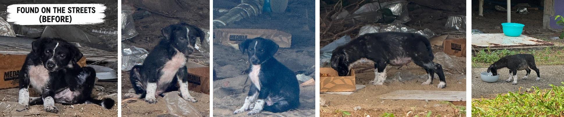 Oreo Cookie, an adopted mixed breed in Orlando, FL image 4/6