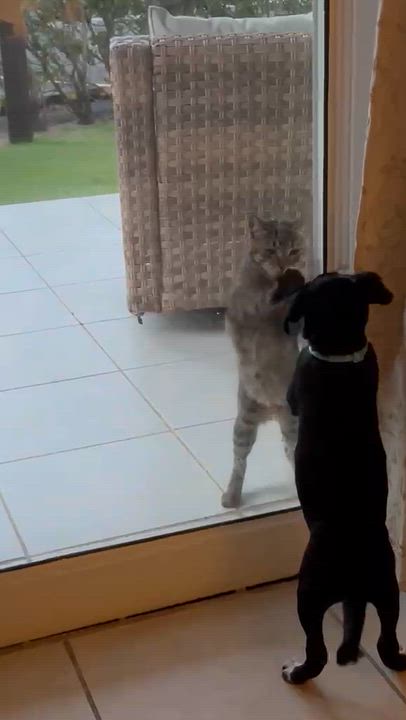 Enlarge Oreo Cookie, an adopted mixed breed in Orlando, FL video 5/6