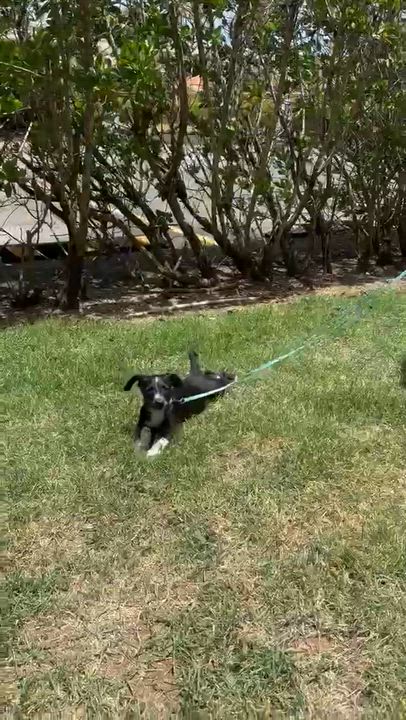 Enlarge Oreo Cookie, an adopted mixed breed in Orlando, FL video 6/6