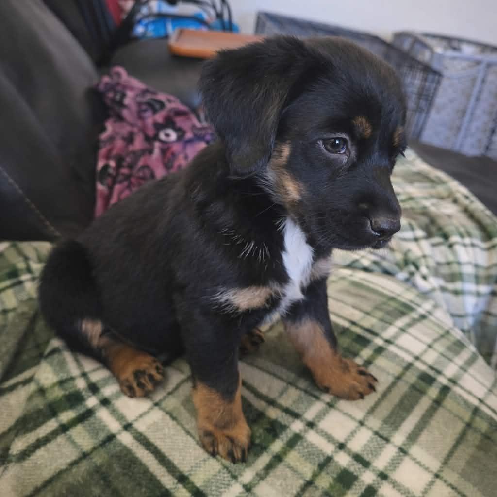 Priscilla, ADOPTABLE, Puppy Female Mixed Breed.