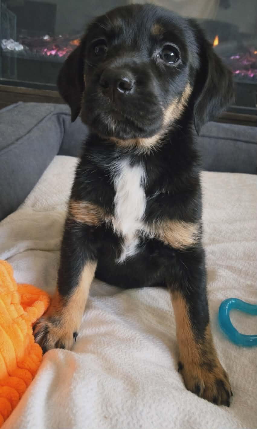 Enlarge Priscilla, a ADOPTABLE Mixed Breed in Kenosha, WI image 4/5