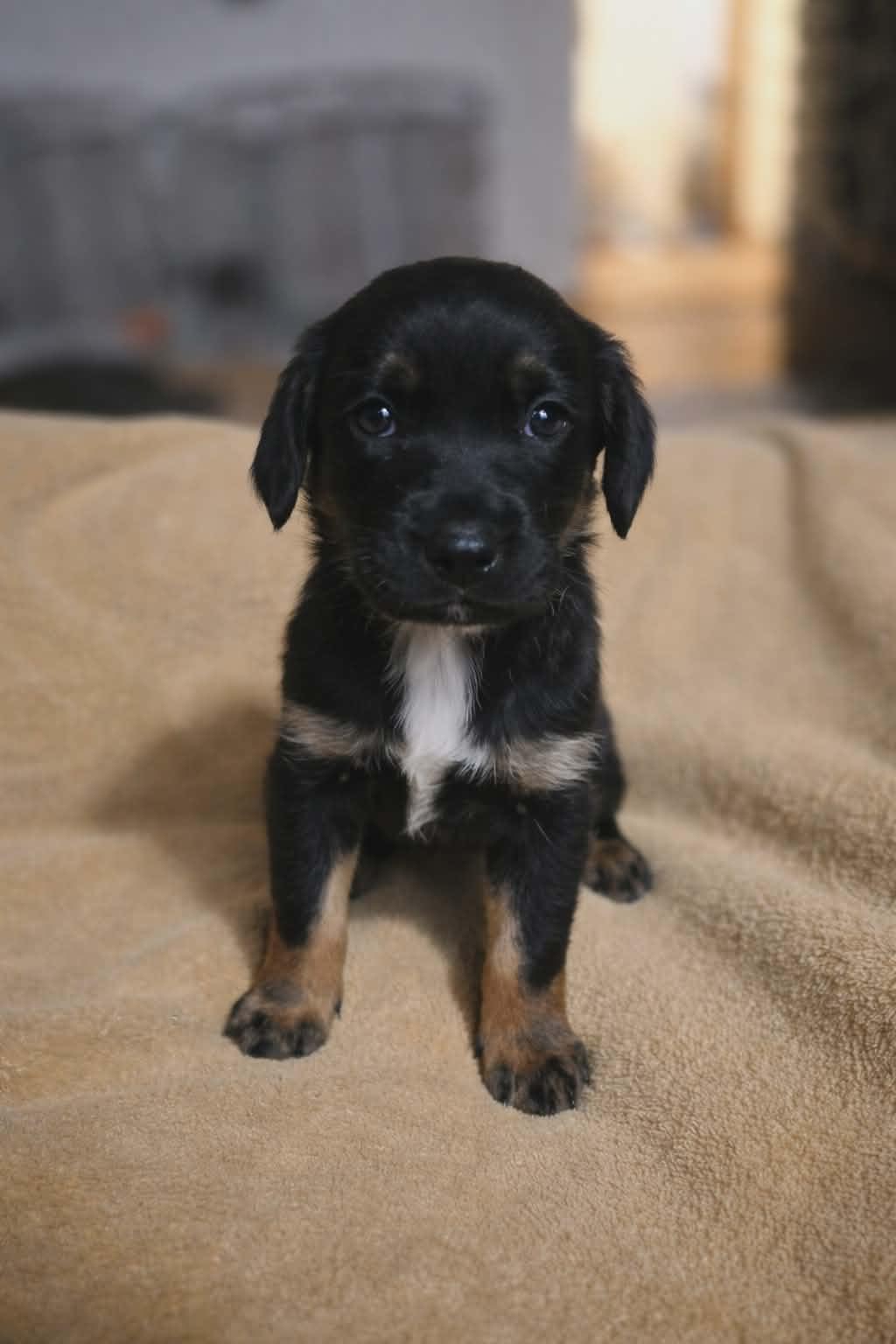 Enlarge Priscilla, a ADOPTABLE Mixed Breed in Kenosha, WI image 5/5