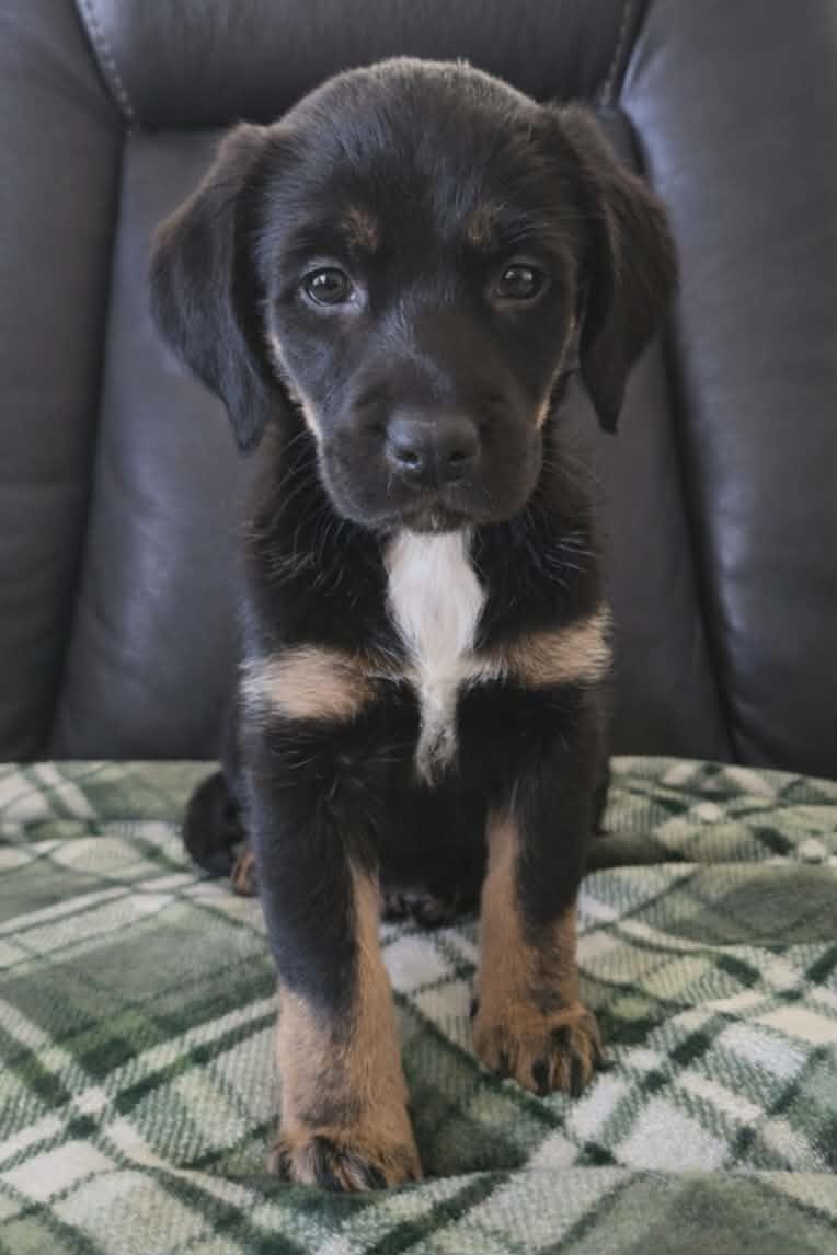 Enlarge Priscilla, a ADOPTABLE Mixed Breed in Kenosha, WI image 2/5