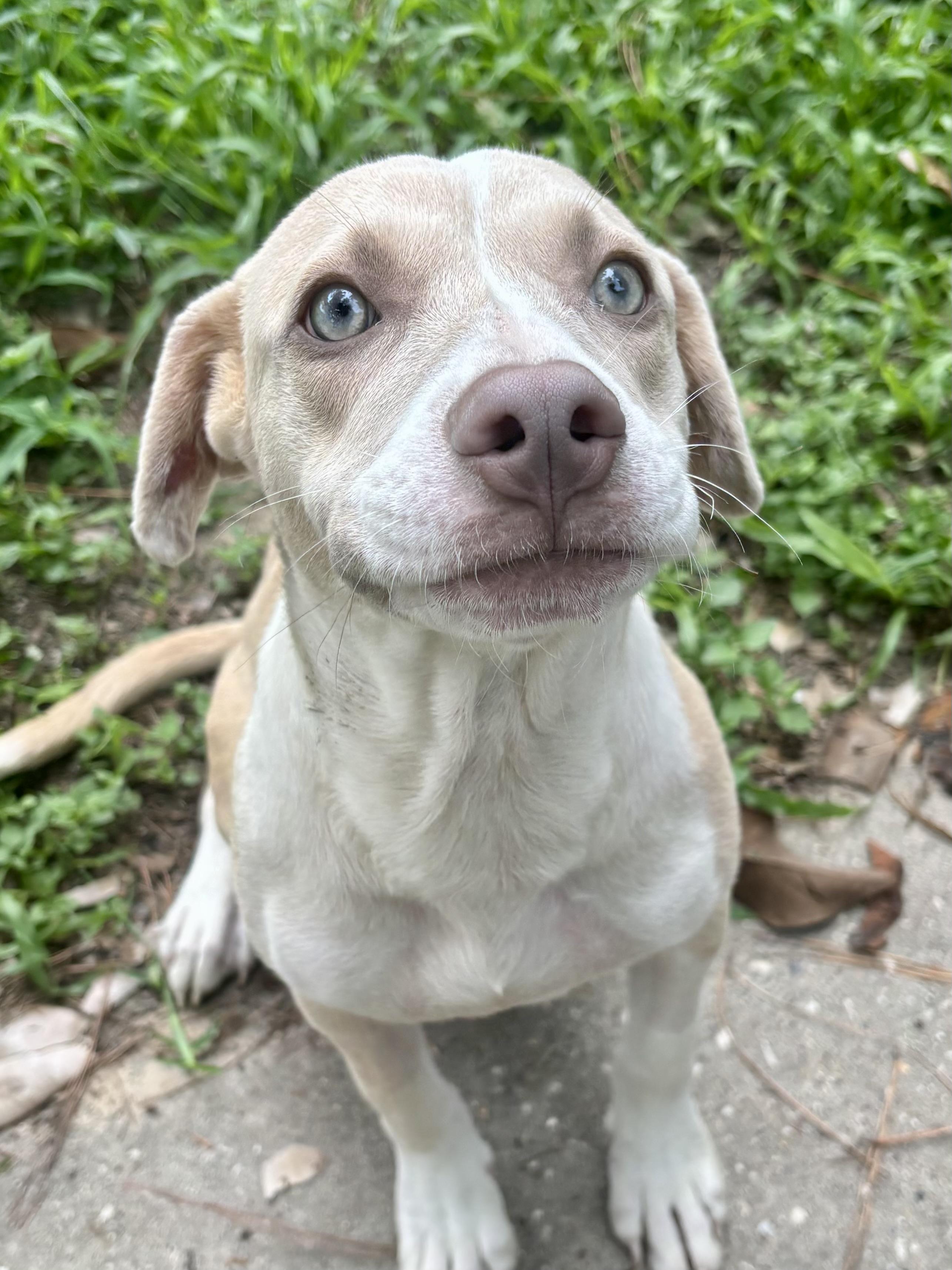 Lakota, Adopted, Puppy Female American Staffordshire Terrier.