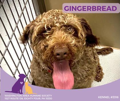 Enlarge Gingerbread, a ADOPTABLE mixed breed in Eighty Four, PA image 2/2
