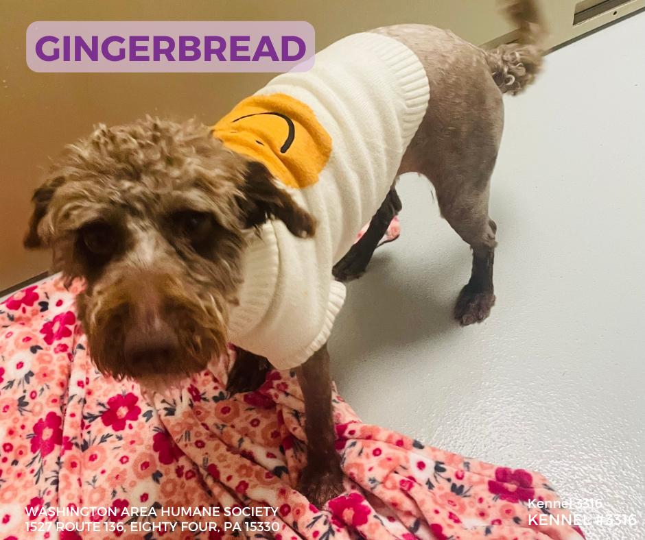Gingerbread, ADOPTABLE, Adult Female Poodle.