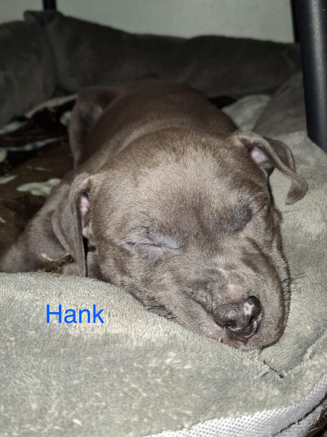 Hank, adopted, Puppy Male American Staffordshire Terrier.