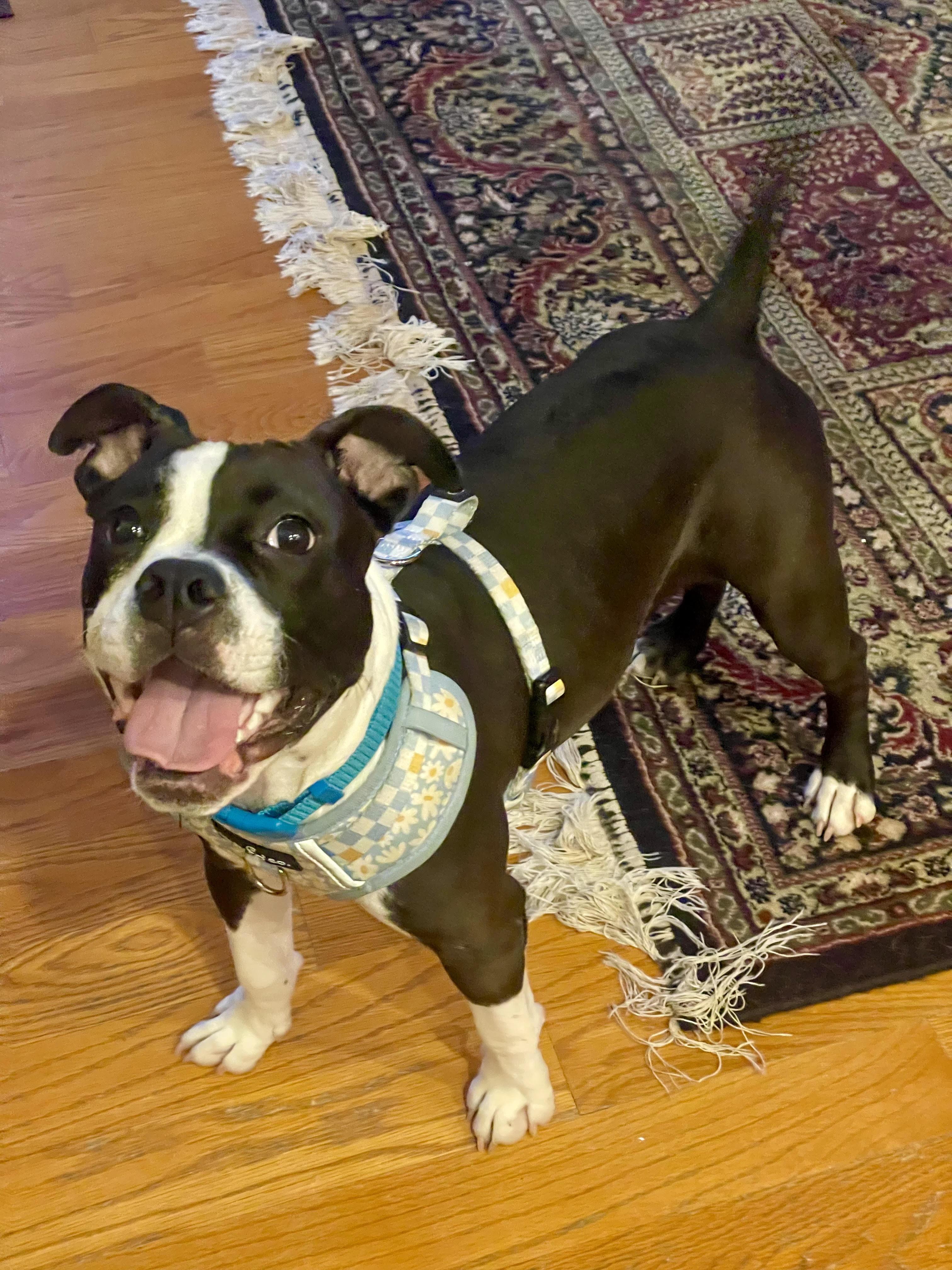 Enlarge Lexie, a Adoptable mixed breed in St Petersburg, FL image 1/3